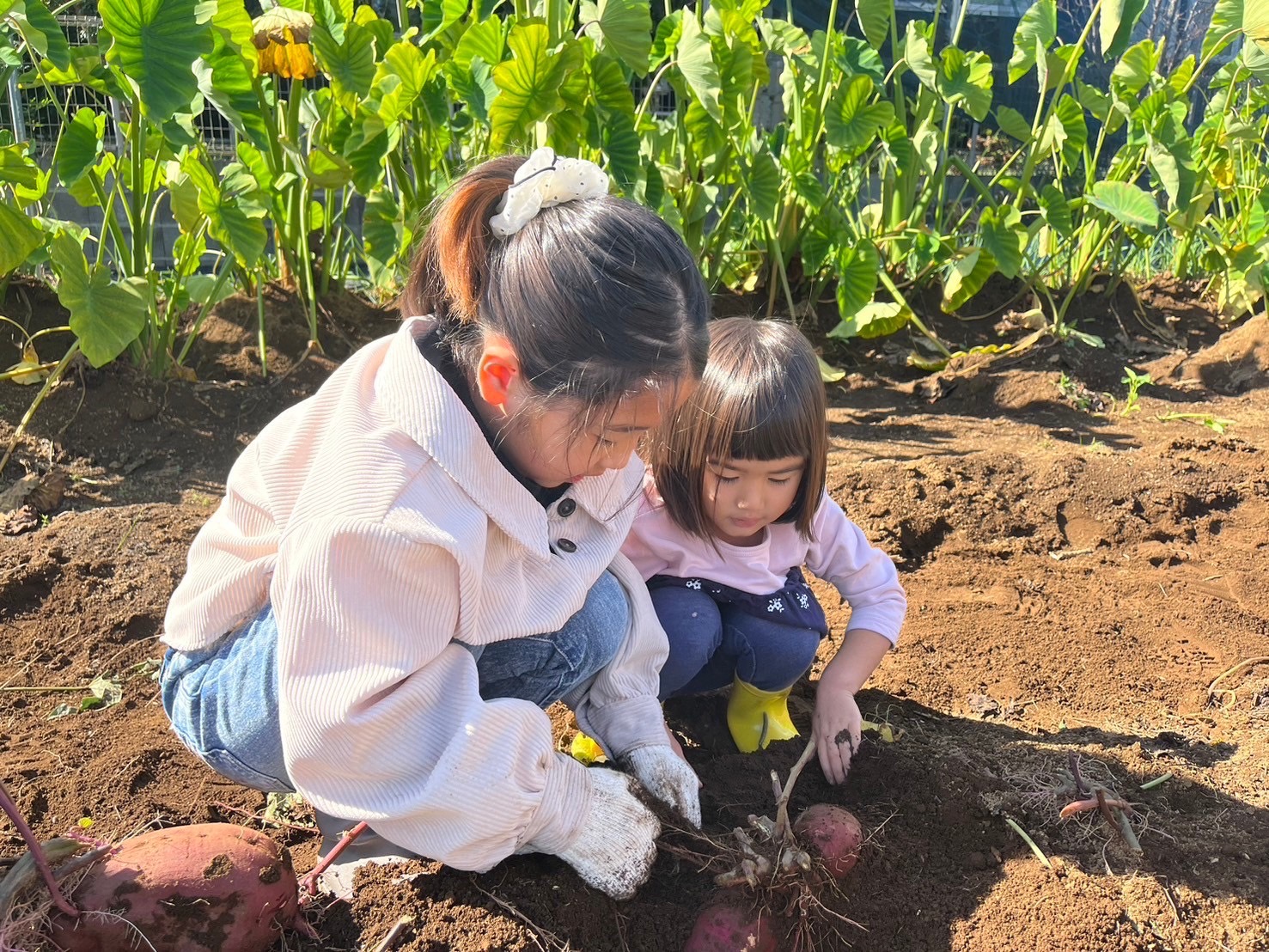 親子お芋掘り2024